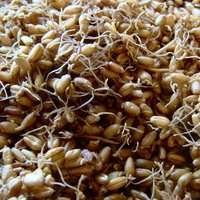 another sprouted wheat