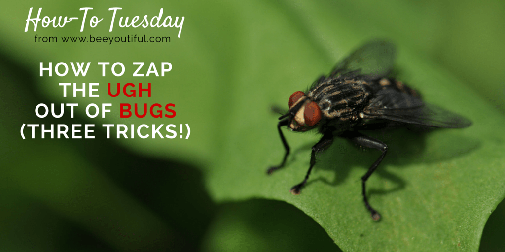 How To Zap the Ugh Out of Bugs (Three Tricks!) from Beeyoutiful.com