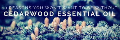 10 Reasons You Won't Want To Be Without Cedarwood #EssentialOil from Beeyoutiful.com (2)
