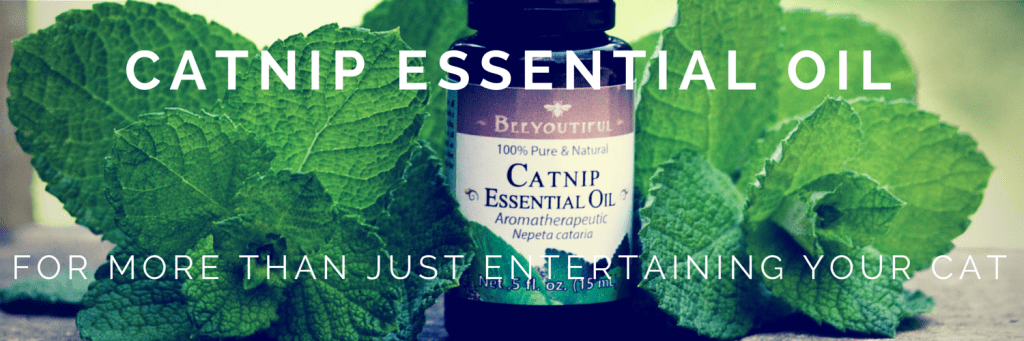 #HowToTuesday- Catnip #EssentialOil from Beeyoutiful.com (1)