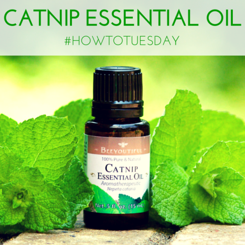 #HowToTuesday- Catnip #EssentialOil from Beeyoutiful.com (2)